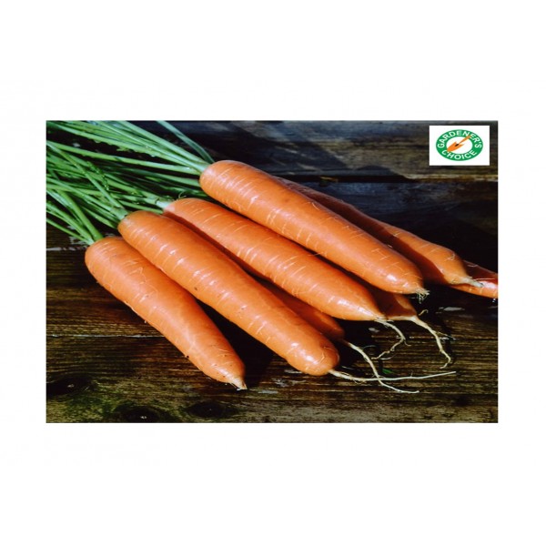 Kings Carrot Eskimo F1