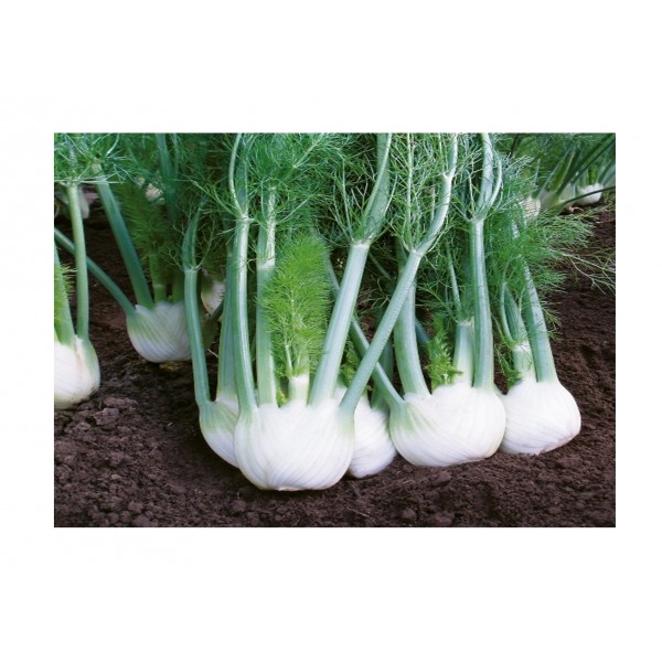 Kings Fennel Rondo F1