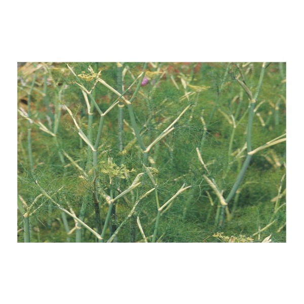 Kings Herb Fennel Common or Green