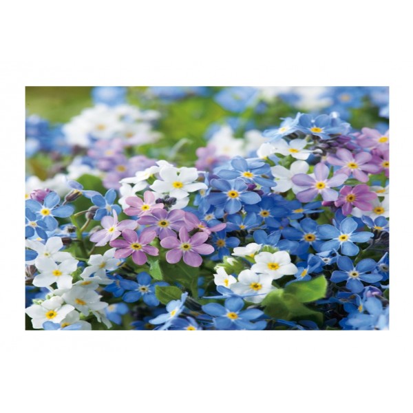 Kings Forget Me Not Victoria Mix (Myosotis)