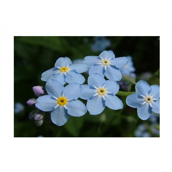 Kings Forget Me Not Light Blue