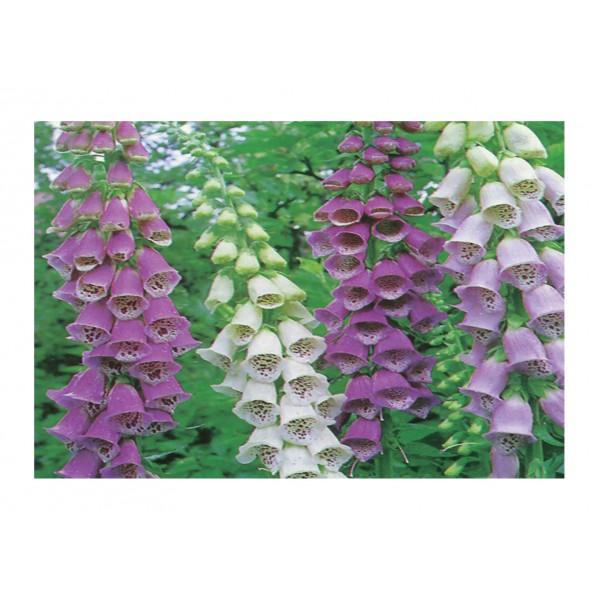 Kings Foxglove Excelsior Mixed - Digitalis