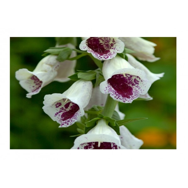 Kings Foxglove Pams Choice