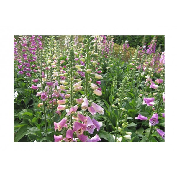 Kings Foxglove Candy Mountain Mixed