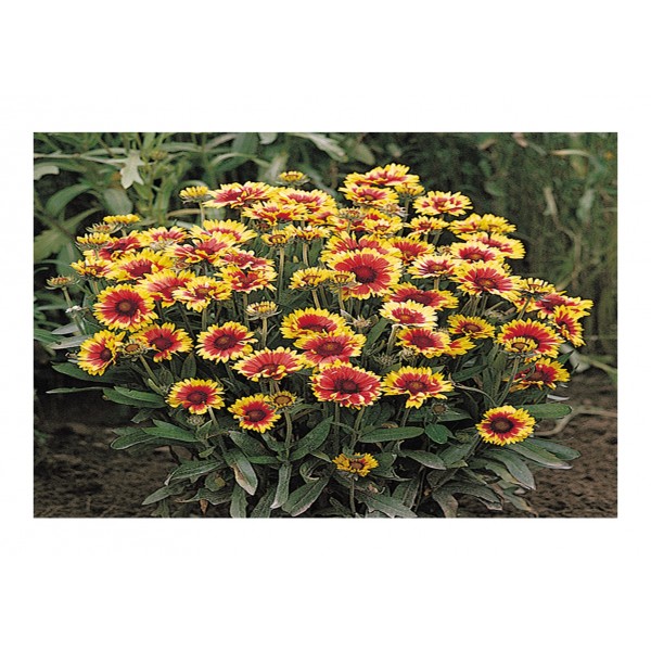 Kings Gaillardia Goblin Dwarf