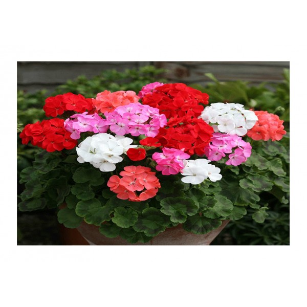 Kings Geranium Cabaret Mixed F2 Hybrid