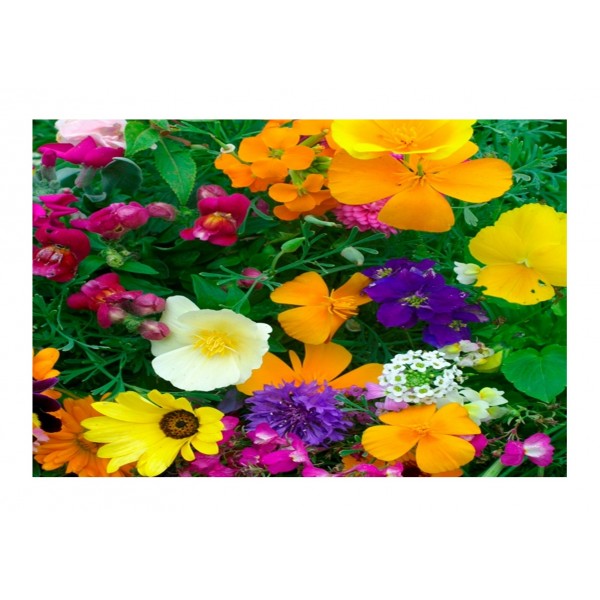 Kings Hardy Annuals Dwarf Mixed