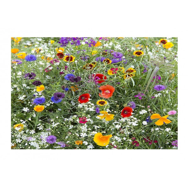 Kings Hardy Annuals Early Flowering Mix