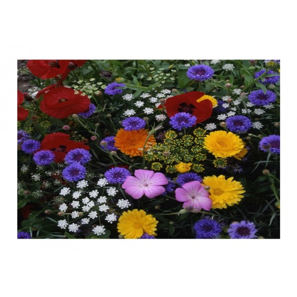 Kings Hardy Annuals Tall Cut Mix