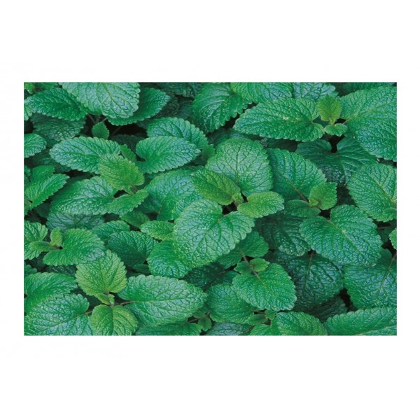 Kings Herb Balm Lemon Perennial (Melissa)