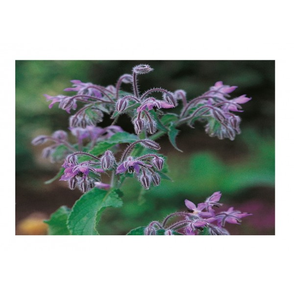 Kings Herb Borage Annual