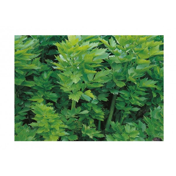 Kings Herb Lovage