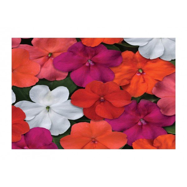 Kings Impatiens Beacon Select Mixed F1