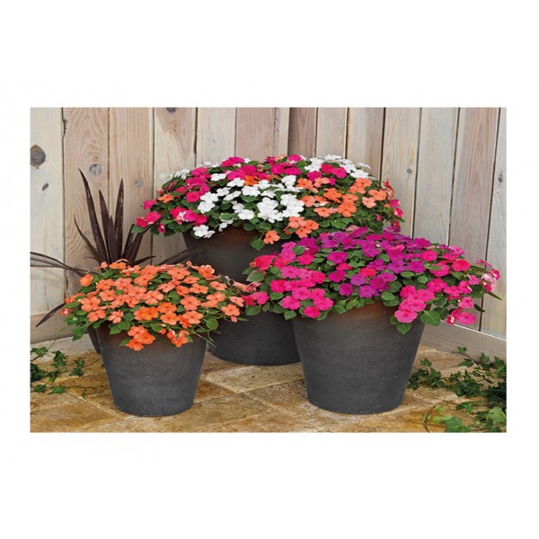 Kings Impatiens Lillipop Mix F1