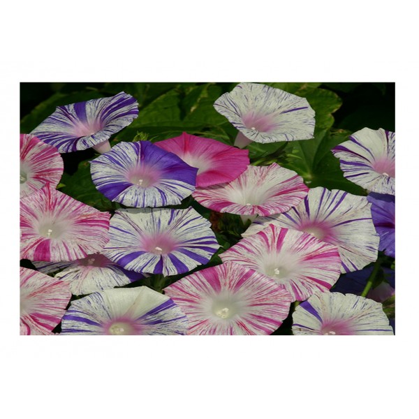 Kings Ipomoea carnivale