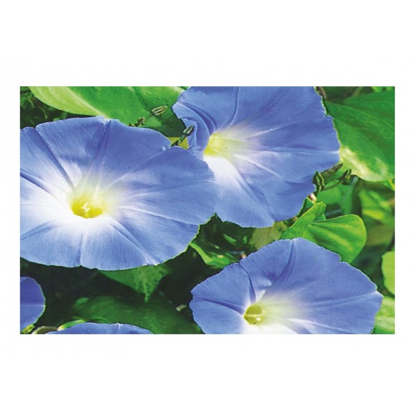 Kings Ipomoea Heavenly Blue