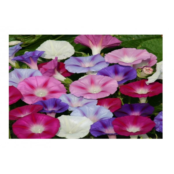 Kings Ipomoea Purpurea Lazy Luxe Mixed