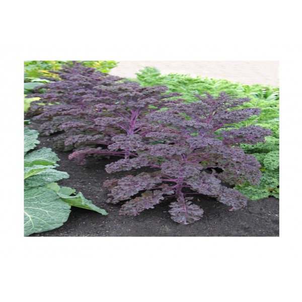 Kings Kale Scarlet