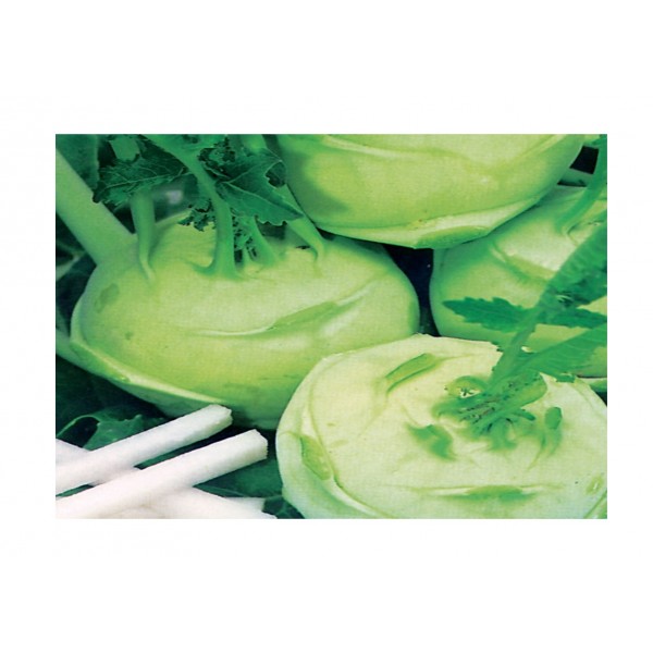 Kings Kohl Rabi Green Delicacy