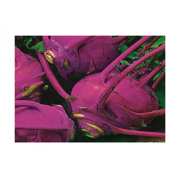 Kings Kohl Rabi Purple Delicacy