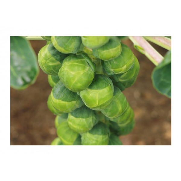 Kings Brussels Sprout Crispus F1