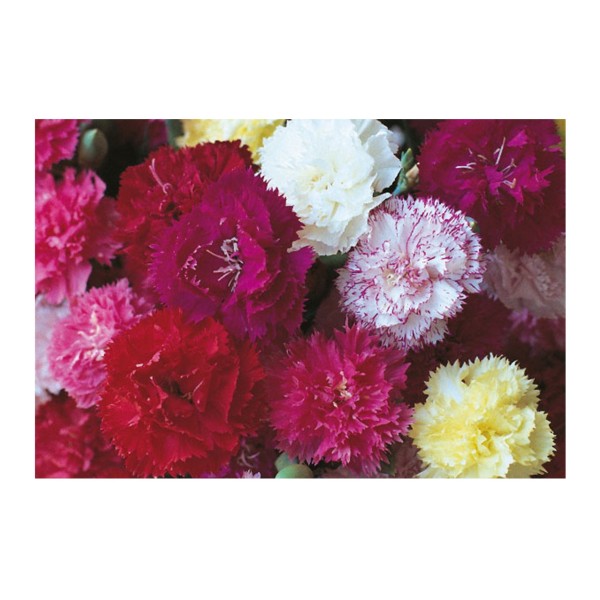 Kings Carnation Hardy Border Mixed