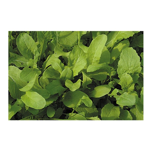 Kings Salad Leaf Rocket