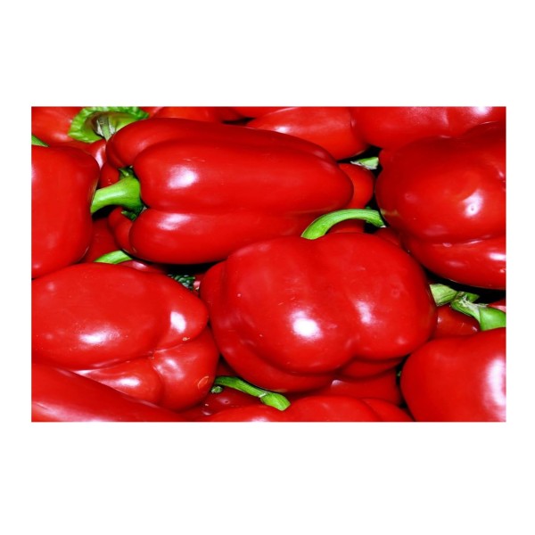 Kings Pepper Sweet Beauty Bell F1