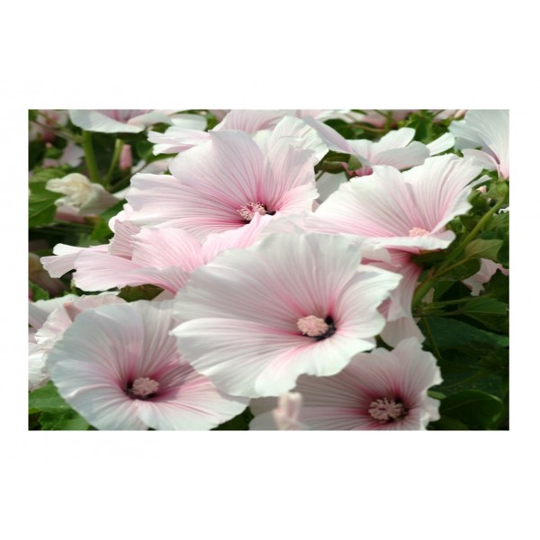 Kings Lavatera Dwarf Pink Blush