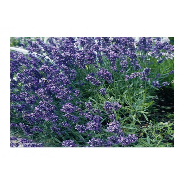 Kings Herb Lavender Munstead Dwarf Perennial