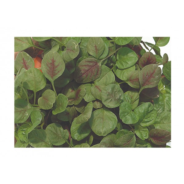 Kings Salad Leaf  Amaranthus Red