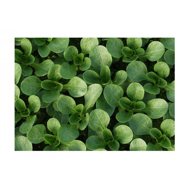 Kings Salad Leaf Corn Salad Vit (Lambs Lettuce)