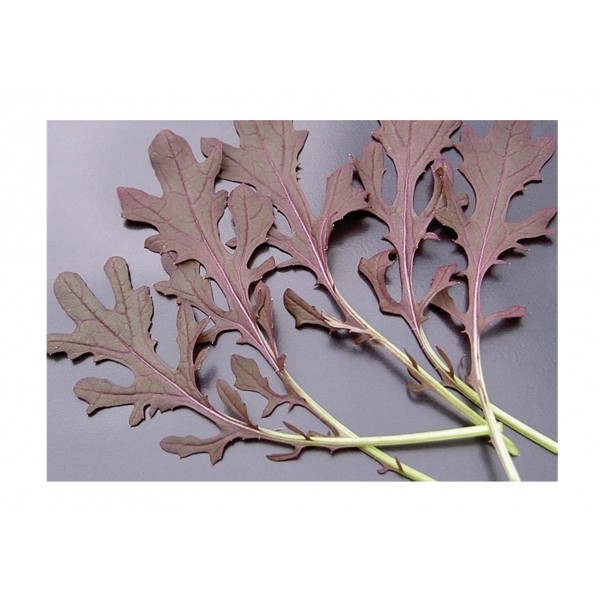 Kings Salad Leaf Mustard Red Frills