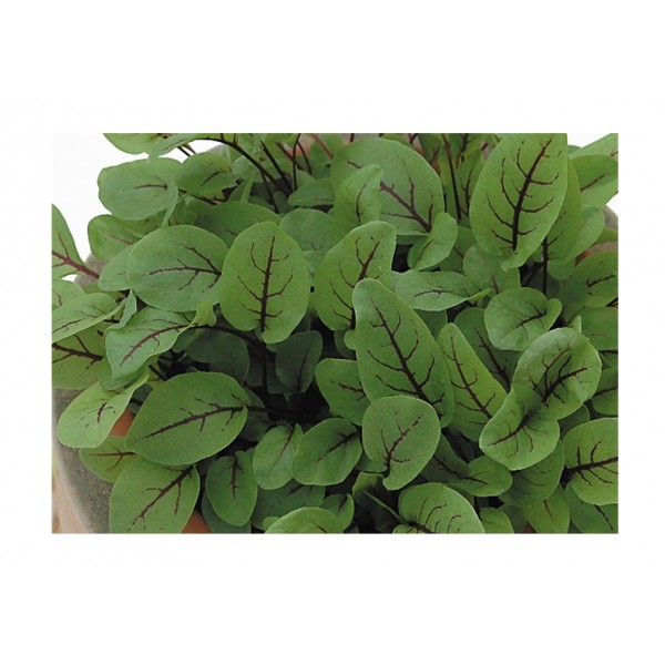 Kings Salad Leaf Sorrel Red Veined