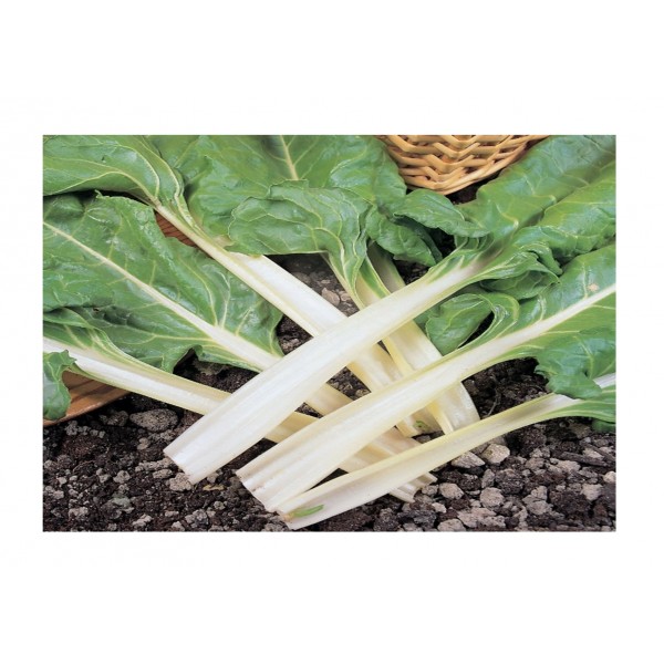 Kings Leaf Beet Swiss Chard