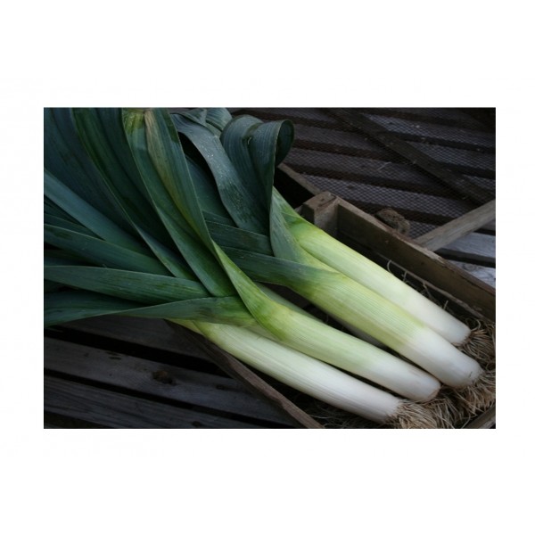 Kings Leek Below Zero F1