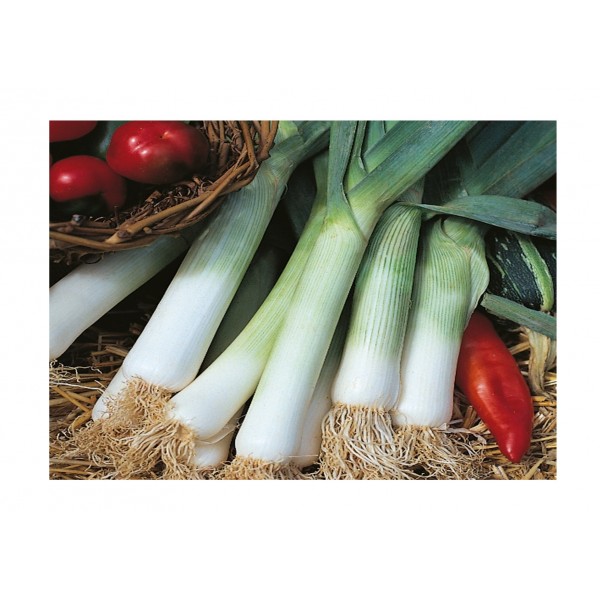 Kings Leek  Blue Solaise