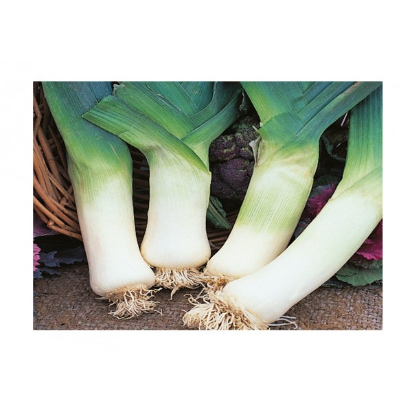 Kings Leek Giant Winter