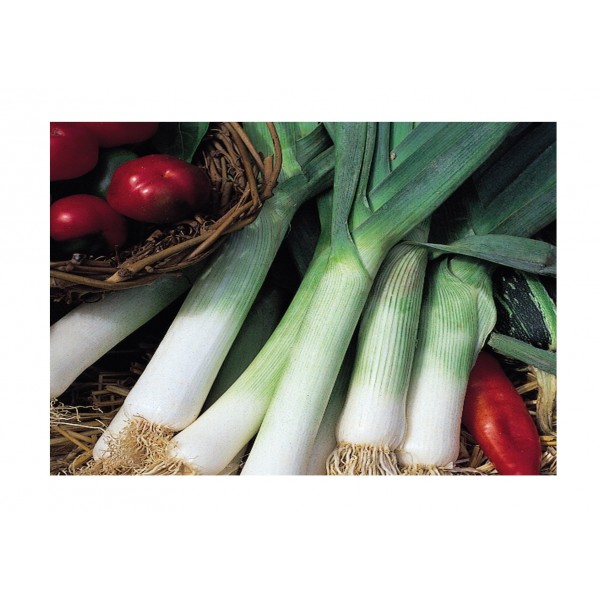 Kings Leek Jolant