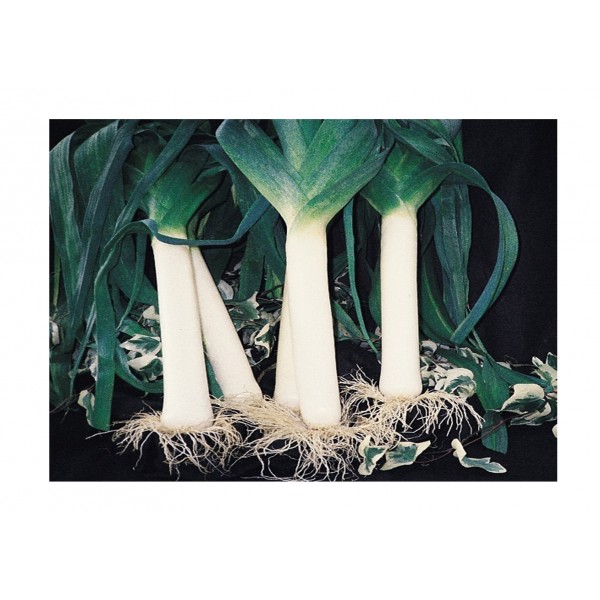 Kings Leek Mammoth Pot