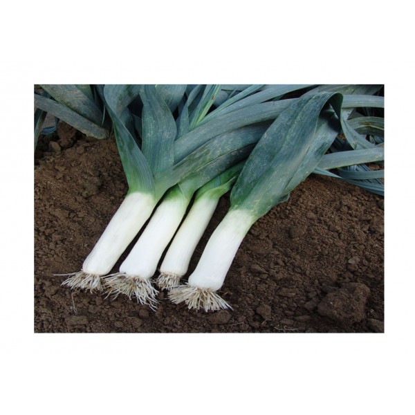 Kings Leek  Winner