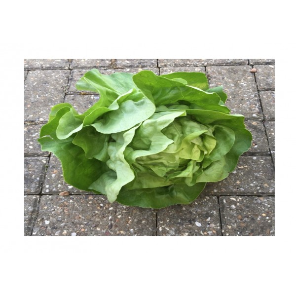 Kings Lettuce  Analena