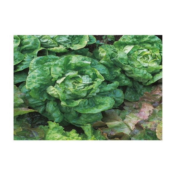 Kings Lettuce All Year Round