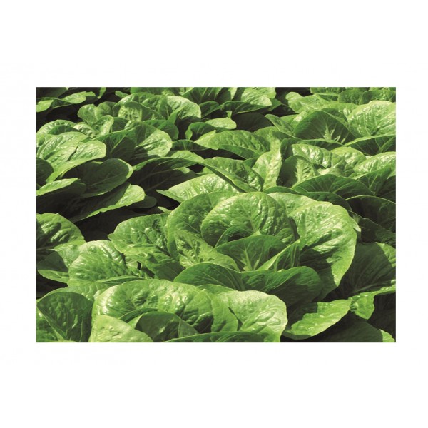 Kings Lettuce Claremont