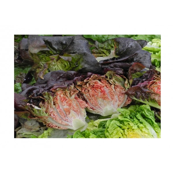 Kings Lettuce  Intred