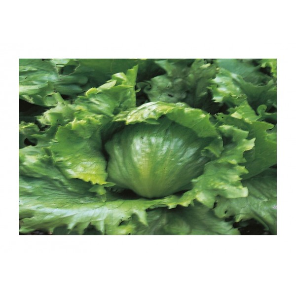 Kings Lettuce Webbs Wonderful