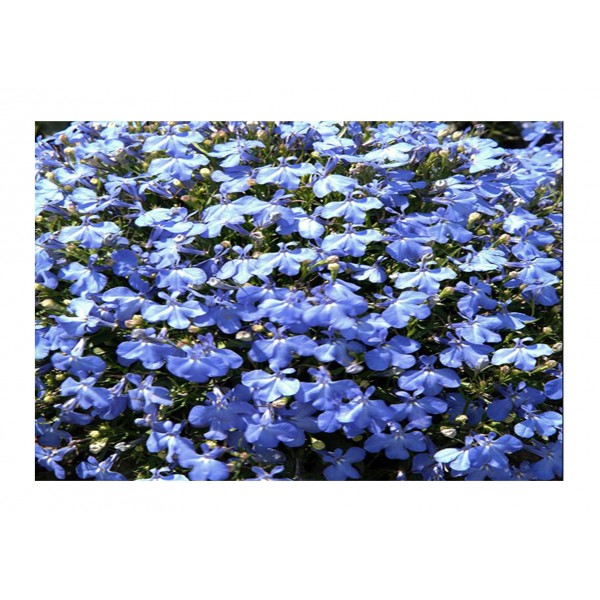 Kings Lobelia Cambridge Blue