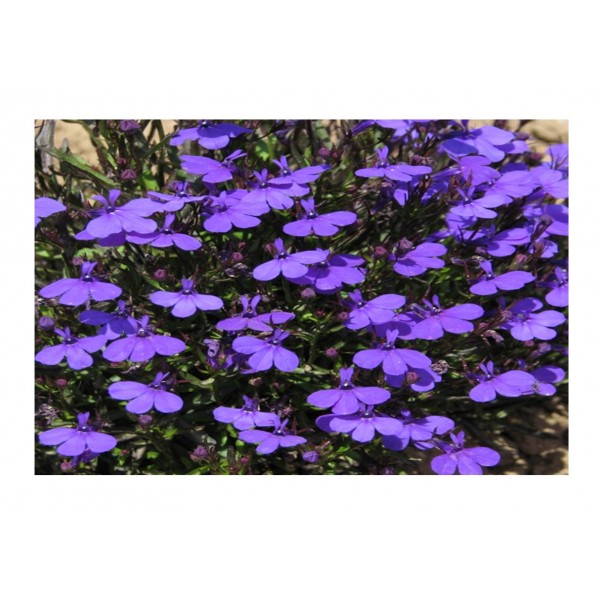 Kings Lobelia Crystal Palace