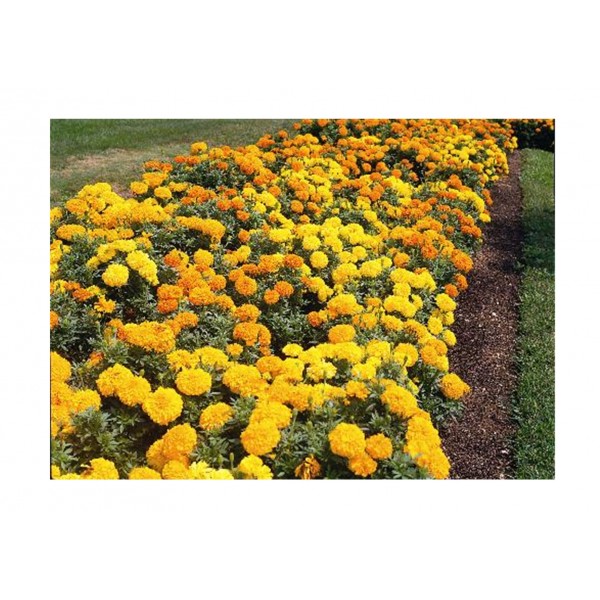 Kings Marigold African Crackerjack