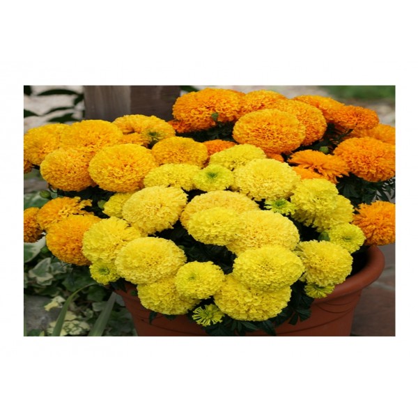 Kings Marigold African Dune Mixed